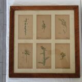 Table of 6 old engravings of flowers from Europe