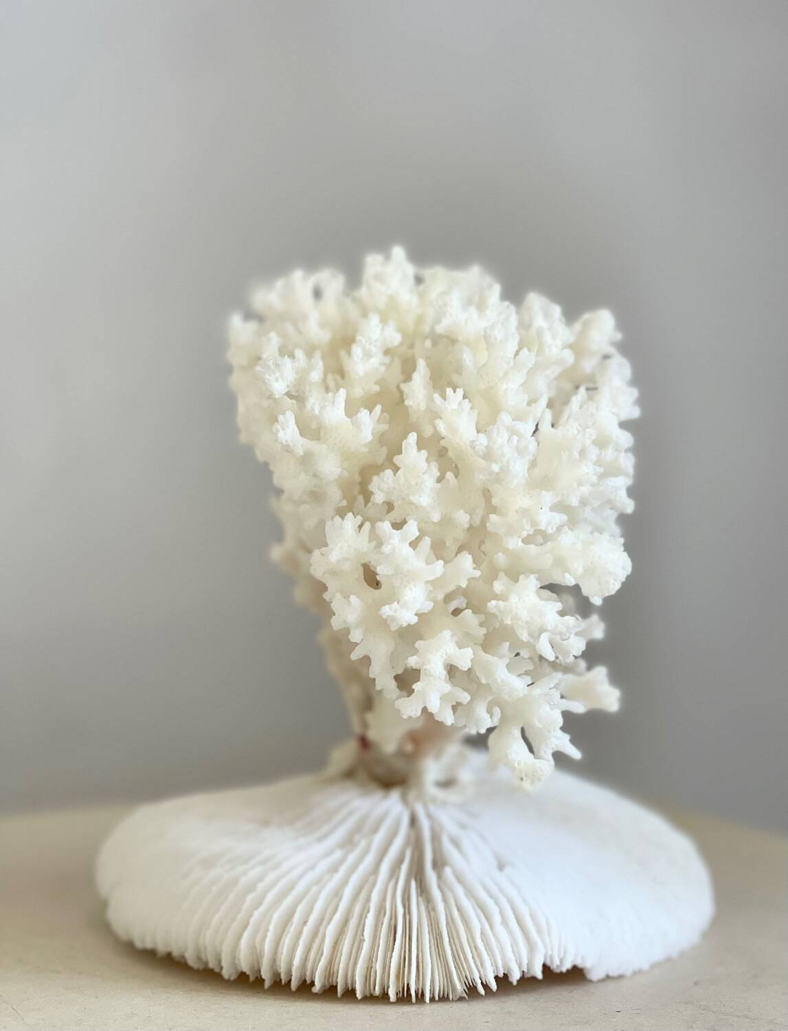 White coral on a natural base