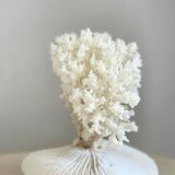 White coral on a natural base