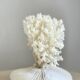 White coral on a natural base