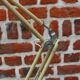 Vintage articulated ivory lamp 60