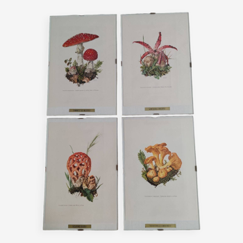 Mushroom botanical boards