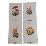 Mushroom botanical boards