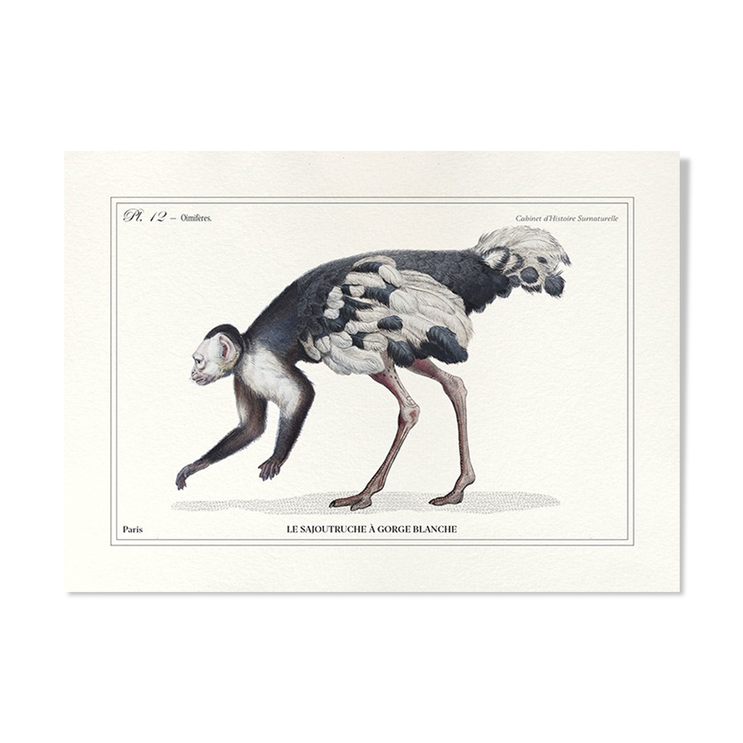 Lithograph engraving chimu00e8re animal - the saddingruche