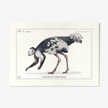 Lithograph engraving chimu00e8re animal - the saddingruche