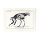 Lithographie gravure chimu00e8re animal - le sajoutruche