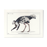 Lithograph engraving chimaera animal - the sajoutruche