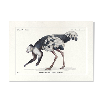 Lithograph engraving chimaera animal - the sajoutruche