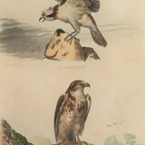 Ornithological board "Le Balbusard - Le Jean-le-Blanc" Buffon 1838
