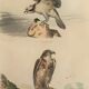 Ornithological board "Le Balbusard - Le Jean-le-Blanc" Buffon 1838