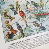 Lithograph on exotic birds from 1928