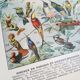 Lithographie sur les oiseaux exotiques de 1928