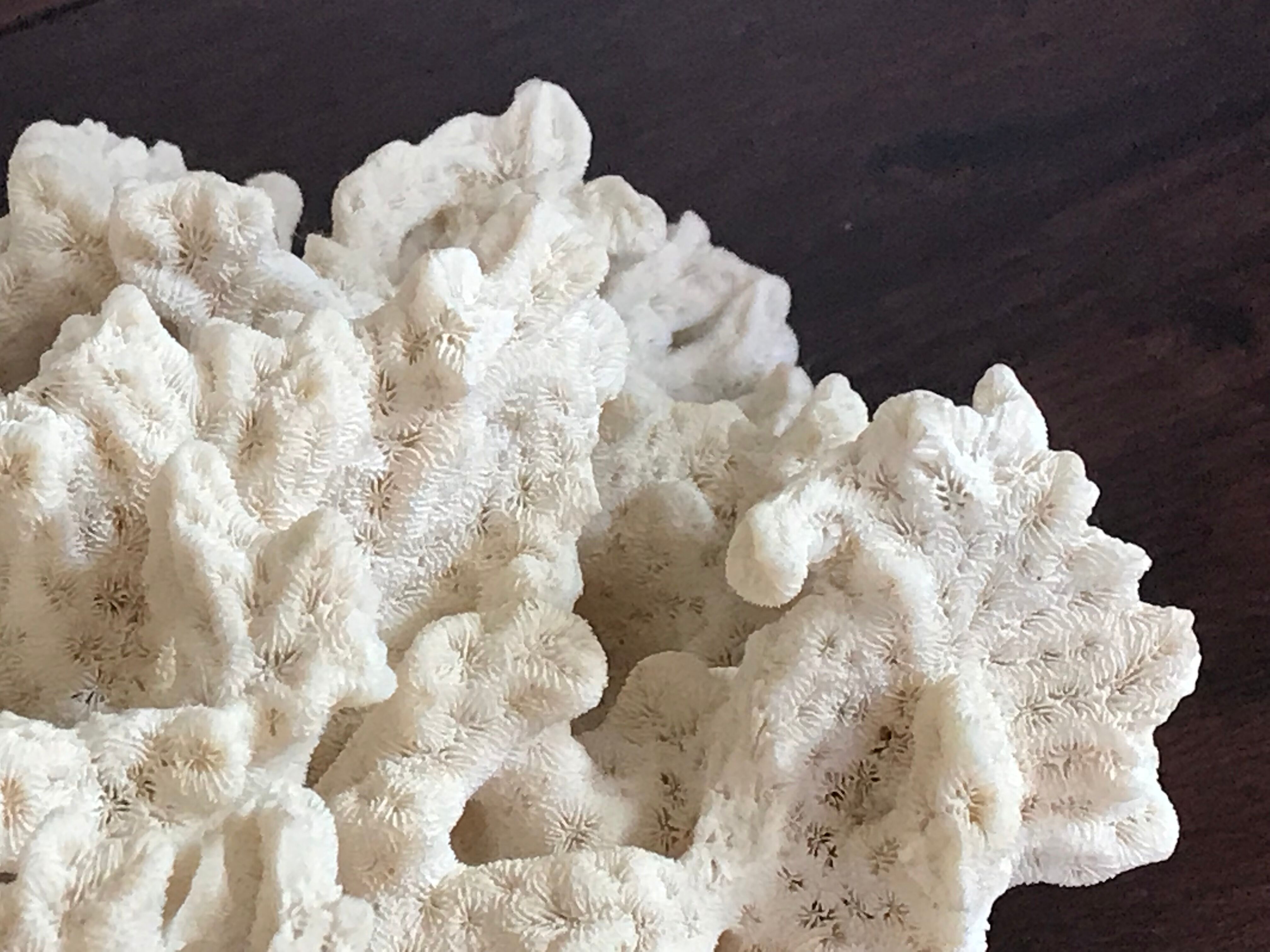 Ancient white coral 27X20 cm