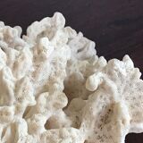 Ancient white coral 27X20 cm
