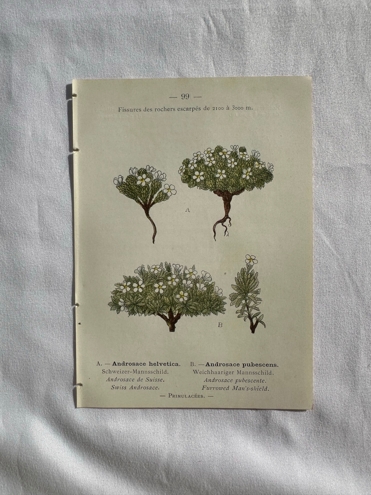 Naturalist Plate – 19th Century Botanical Engraving, Double-Sided