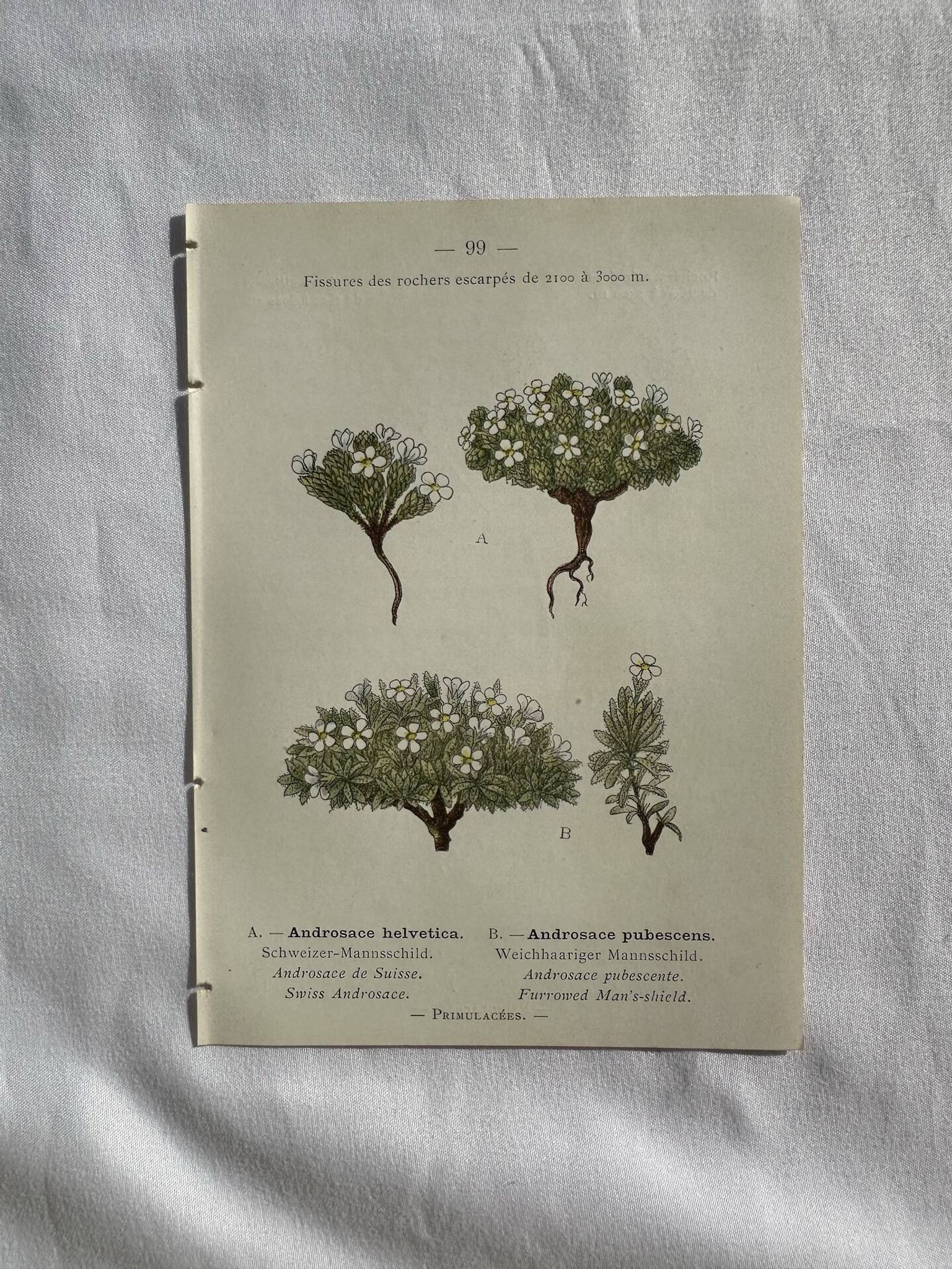 Planche Naturaliste – Gravure botanique ancienne 19eme  recto verso
