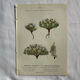 Naturalist Plate – 19th Century Botanical Engraving, Double-Sided
