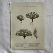 Planche Naturaliste – Gravure botanique ancienne 19eme  recto verso
