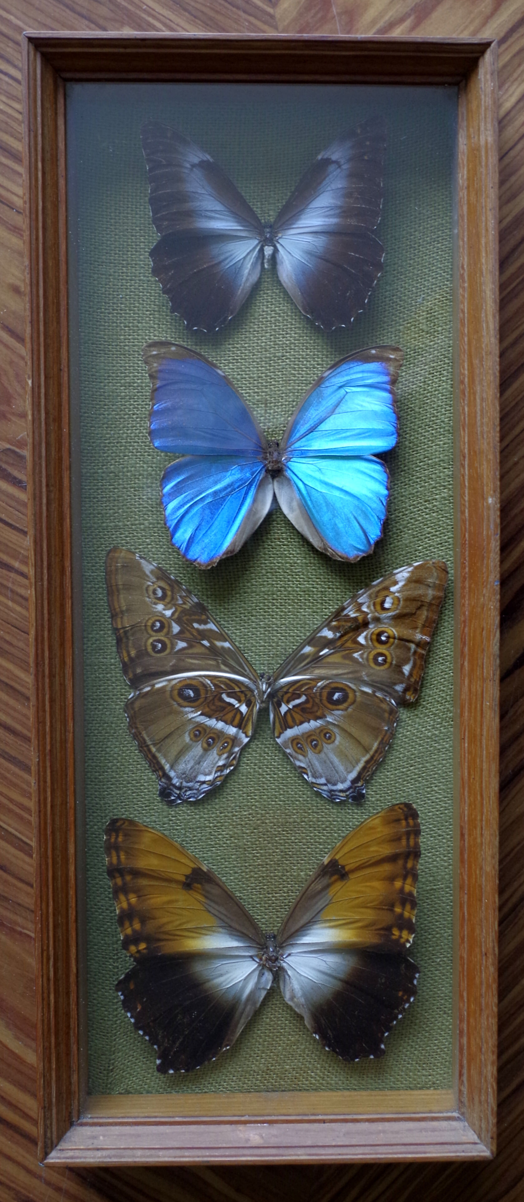 Naturalized butterflies