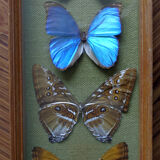 Naturalized butterflies