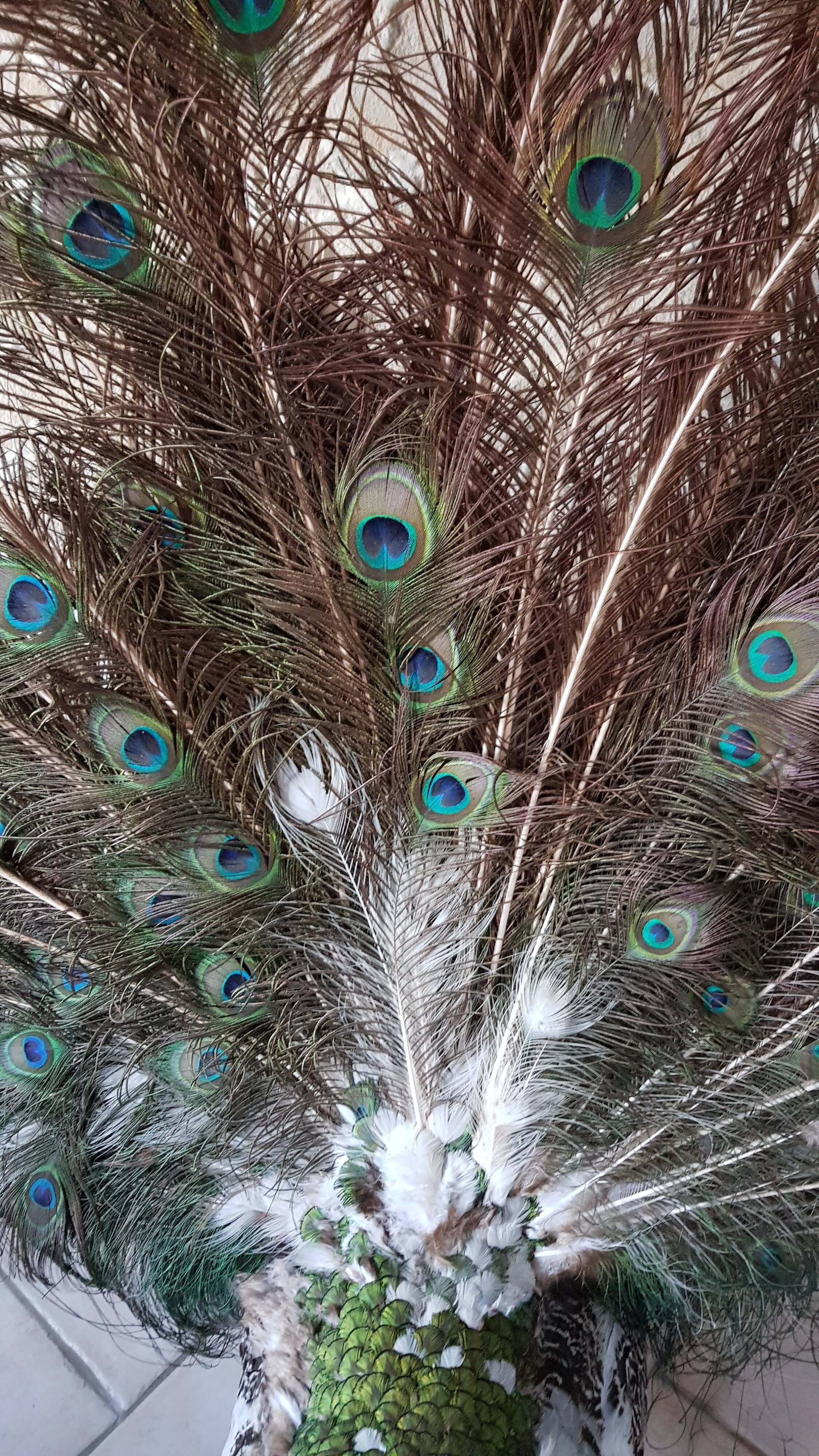 Naturalized blue peacock