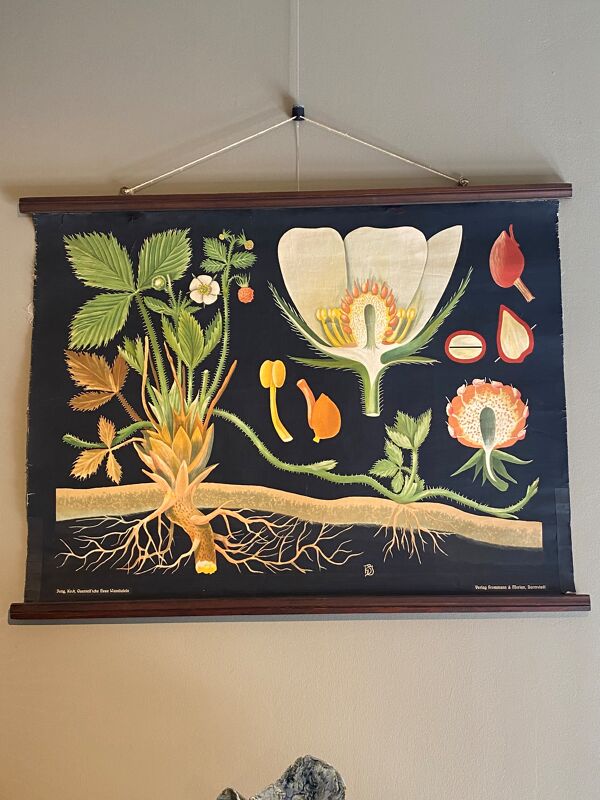 Planche pédagogique Fraisier 1900