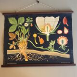 Pedagogical board Fraisier 1900