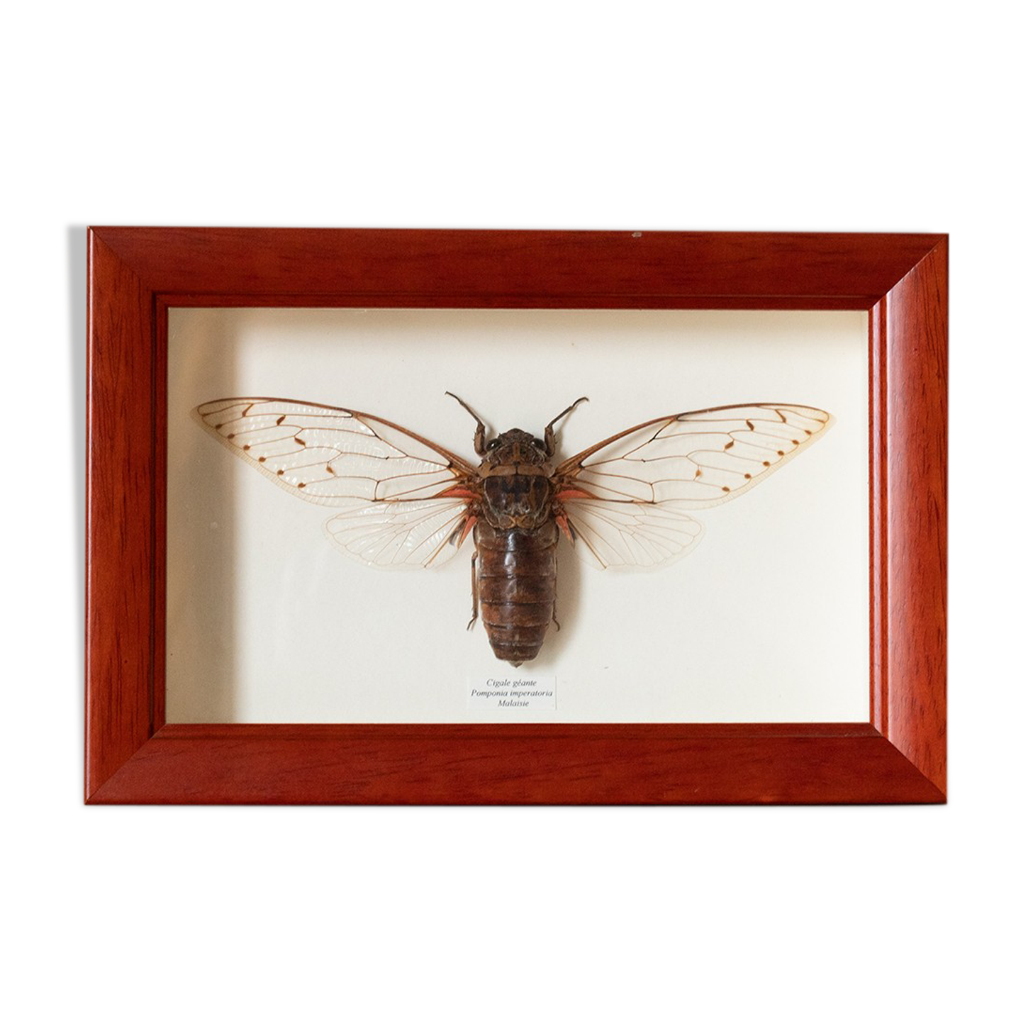 Naturalized insect frame