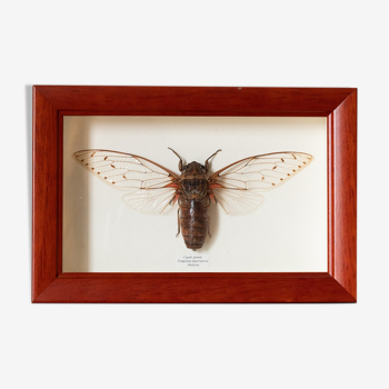 Naturalized insect frame