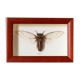 Cadre d'insecte naturalisé
