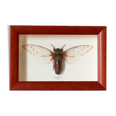 Cadre d'insecte naturalisé