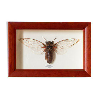 Naturalized insect frame