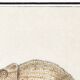 Small poster about the chameleon, after an old engraving from 1610.
