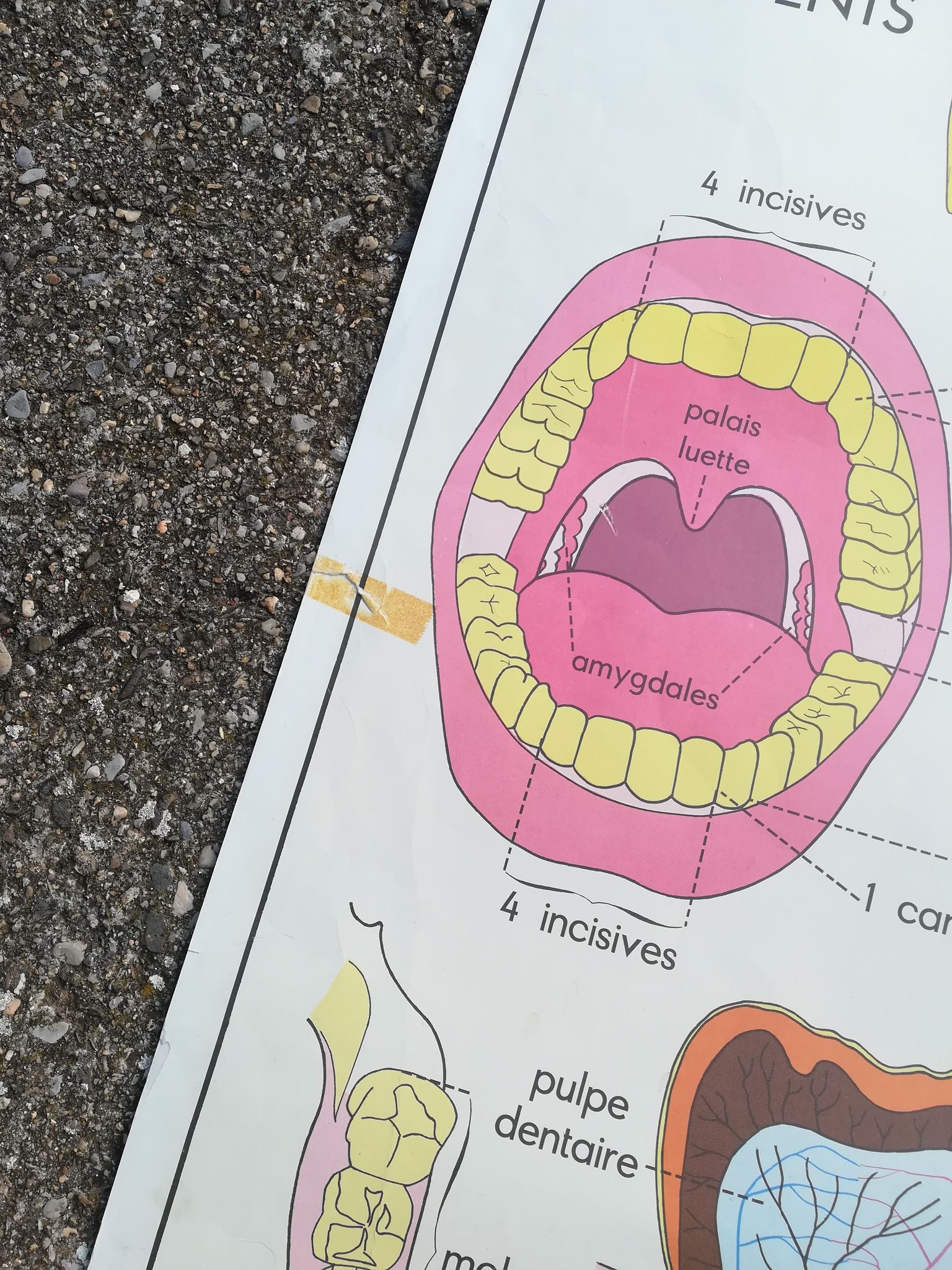 Vintage school poster N°3 Teeth N°4 Digestion Rossignol
