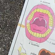 Vintage school poster N°3 Teeth N°4 Digestion Rossignol