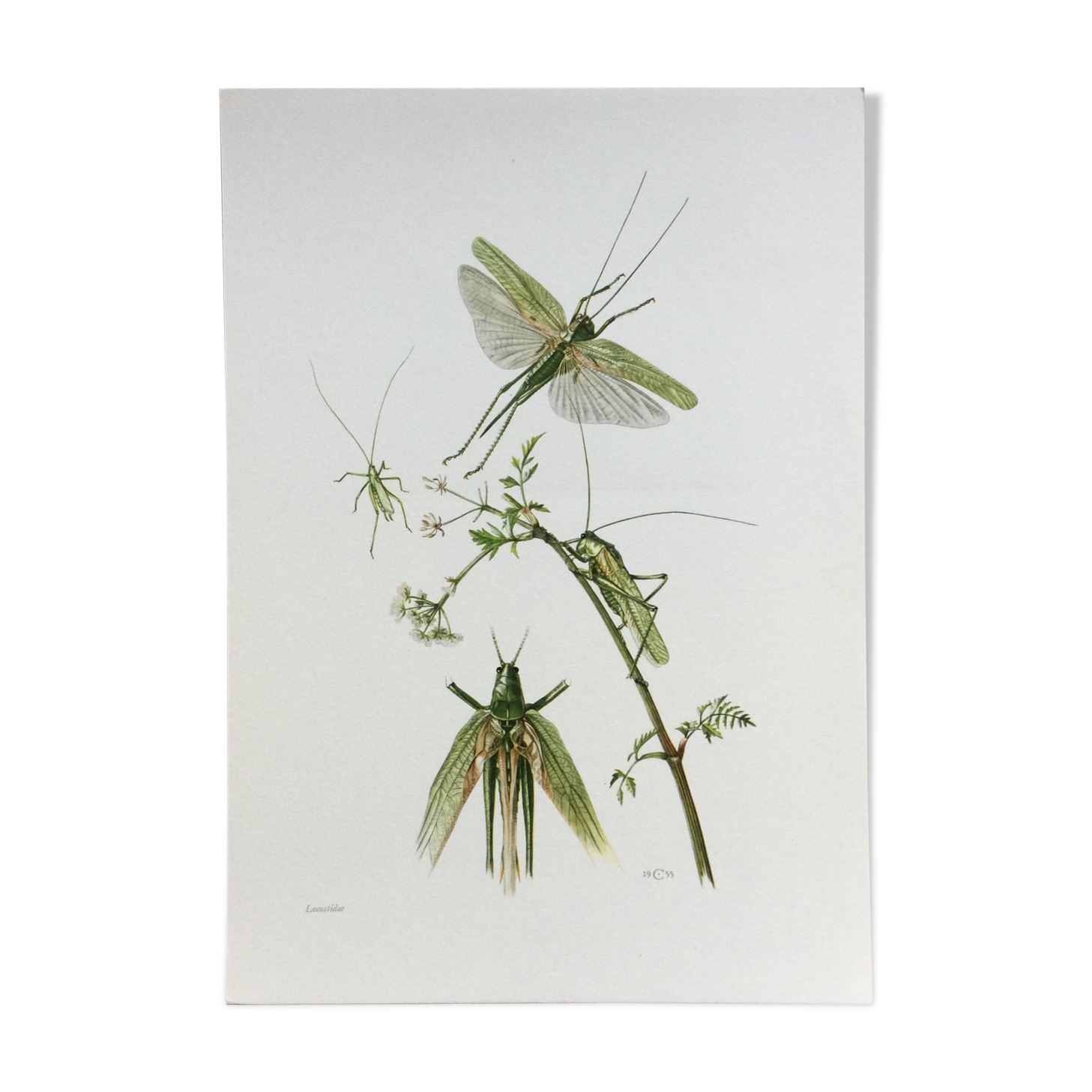 Antique illustration "insects", 1960s