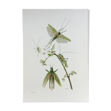 Old illustration "insects", 1960s