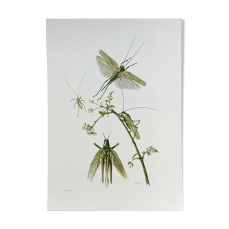 Old illustration "insects", 1960s