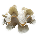 Shell decoration