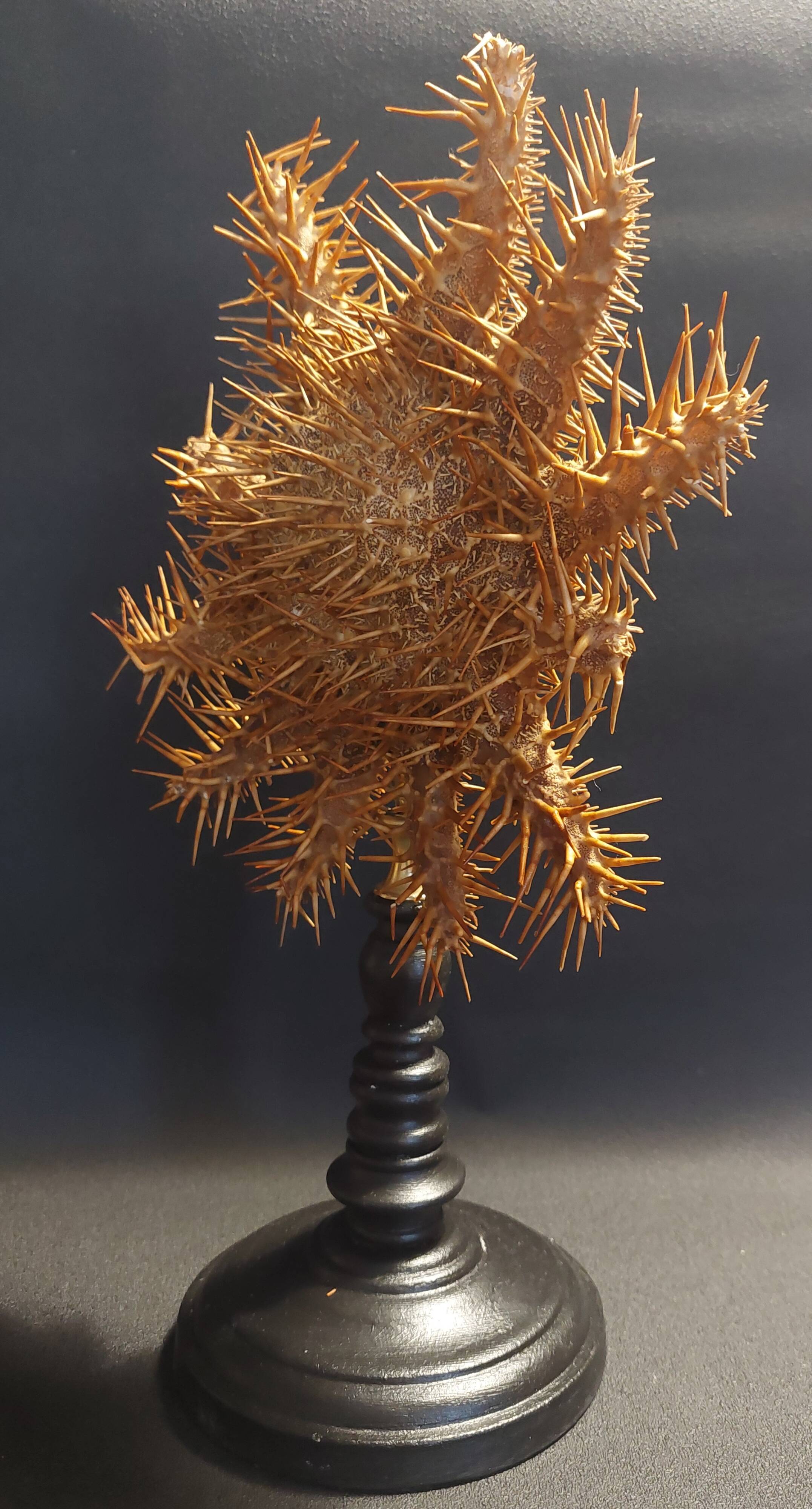 Cabinet de Curiosités étoile de mer acanthaster planci sur socle