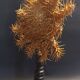 Cabinet de Curiosités étoile de mer acanthaster planci sur socle
