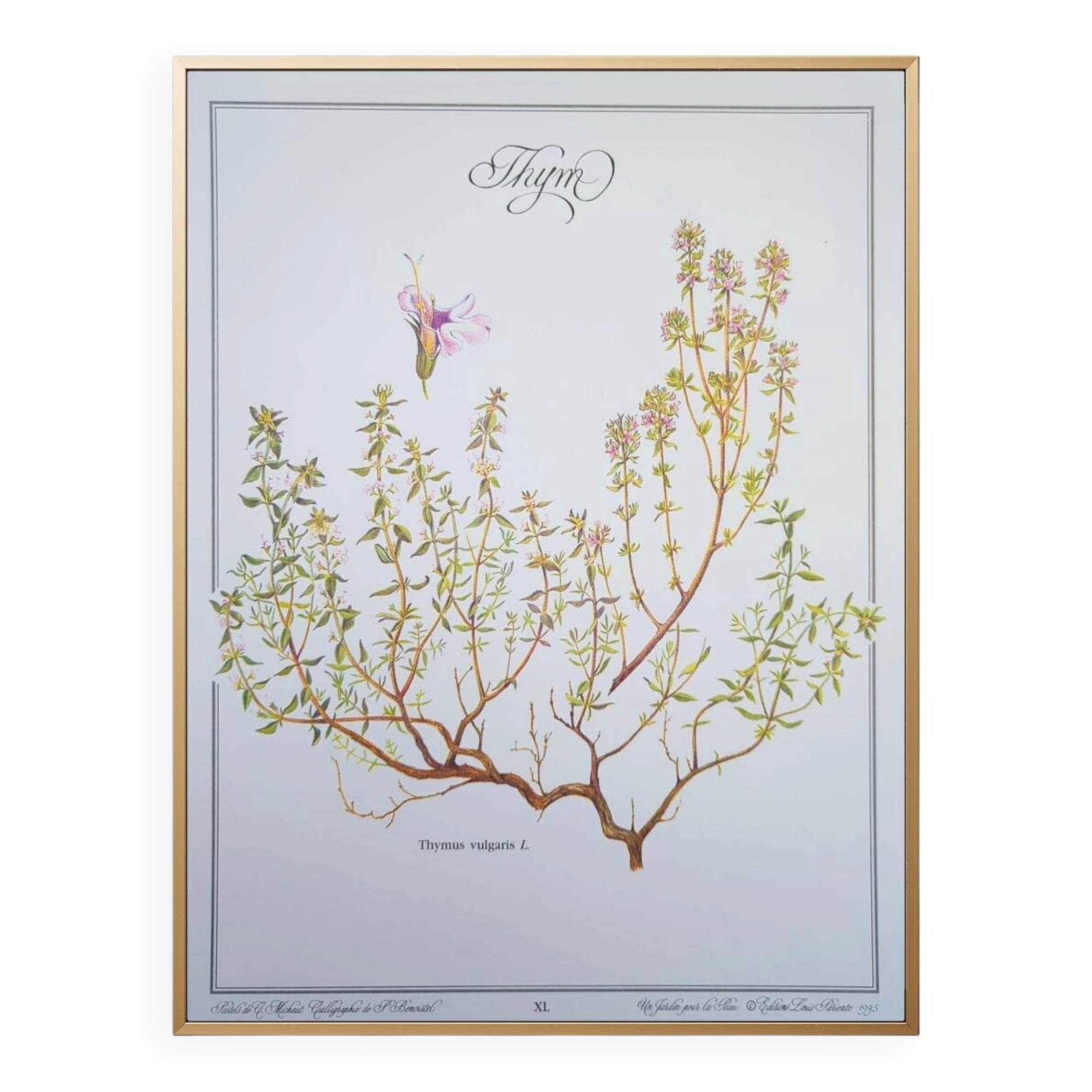 Printed in 1995, the Thyme. Vintage Botany.