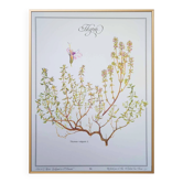 Printed in 1995, the Thyme. Vintage Botany.