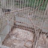 Iron bird cage 1900