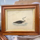 Bird lithographs