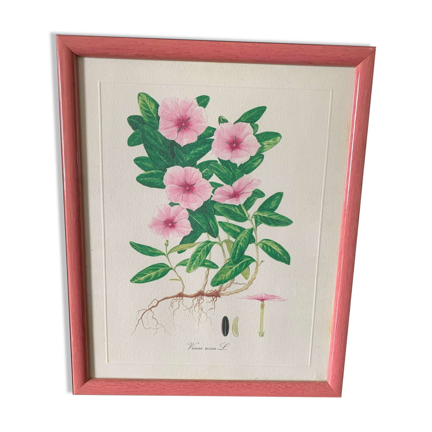 Pink frame botanical board