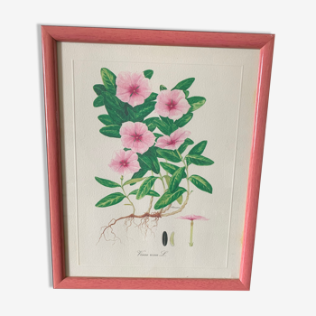Planche botanique cadre rose