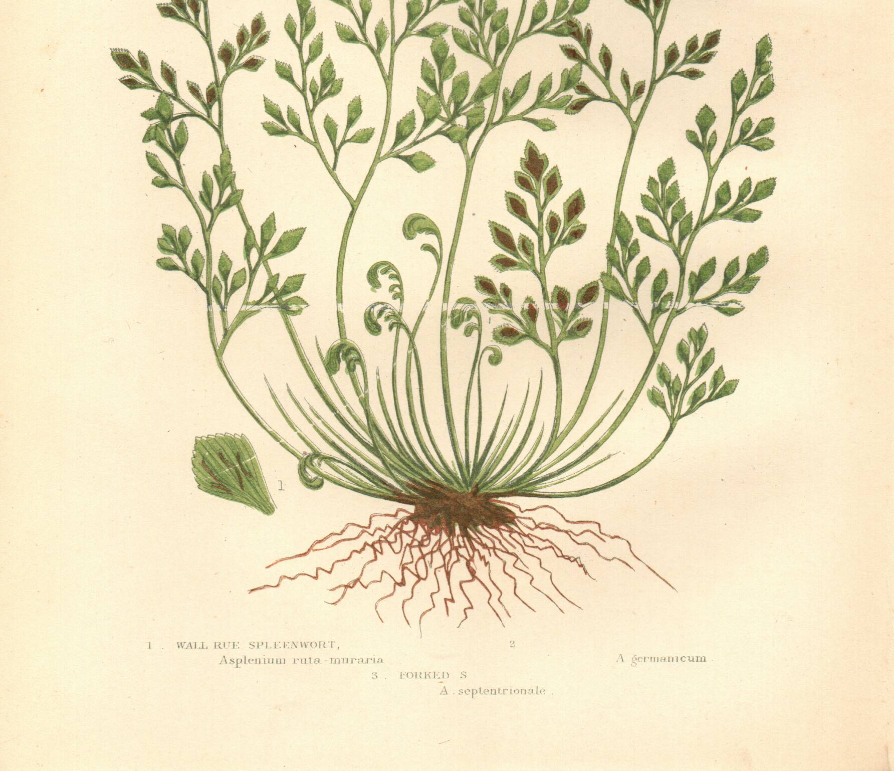 Engraving from 1889 - Hair by A. Pratt - old botanical chromolithograph