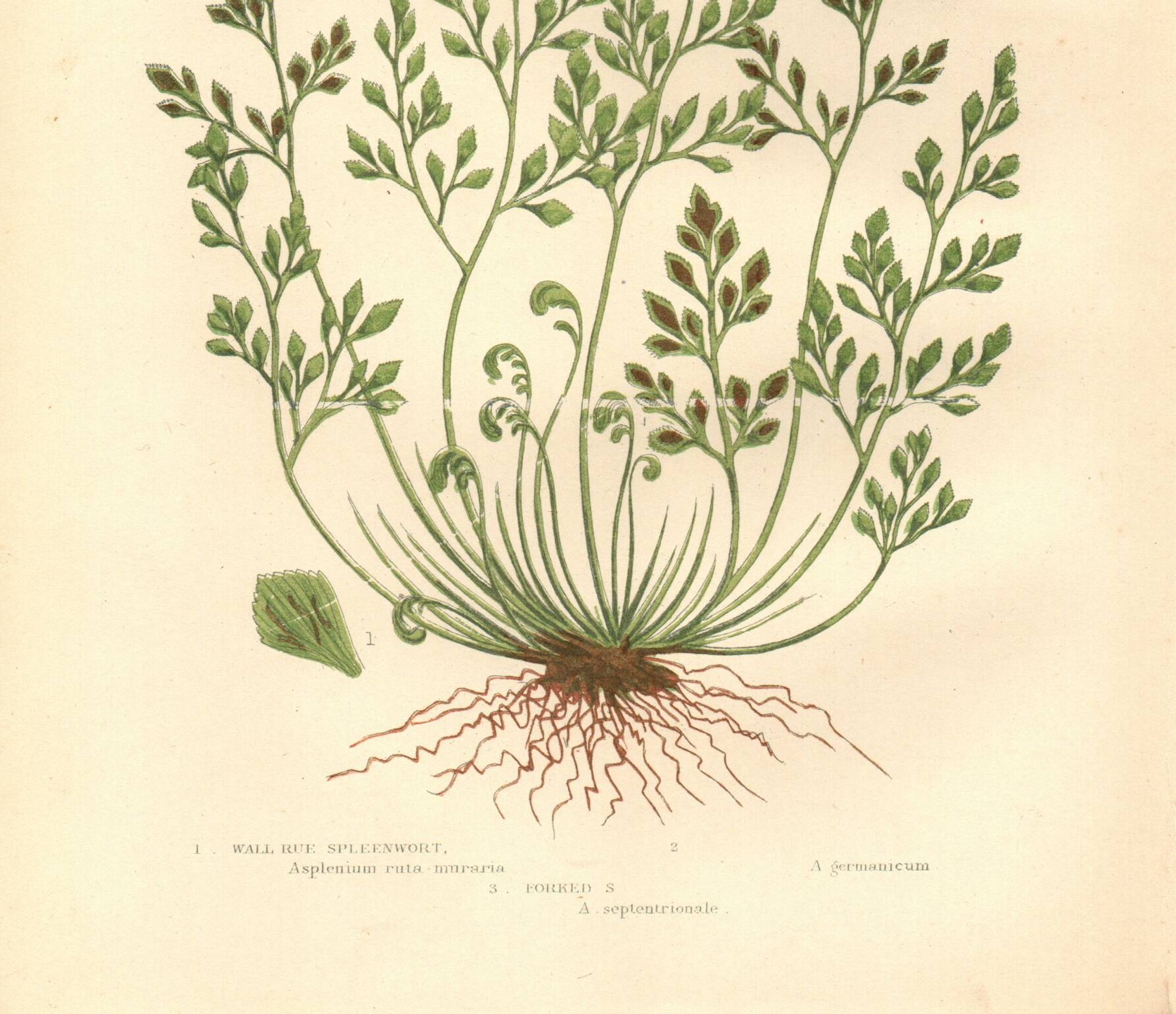 Engraving from 1889 - Hair by A. Pratt - old botanical chromolithograph