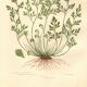 Engraving from 1889 - Hair by A. Pratt - old botanical chromolithograph